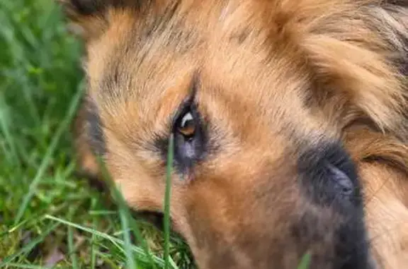 Найдена собака, Москва, фото: Найдены овчарки, Марушкино, Москва