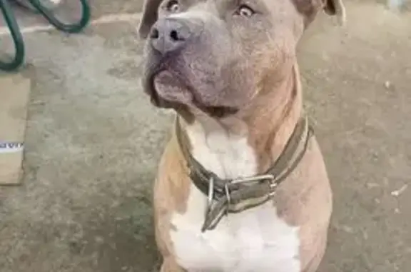 Собаки потеряшки, Волгоград, фото: Потеряшка собака, Лазоревая 63, Волгоград