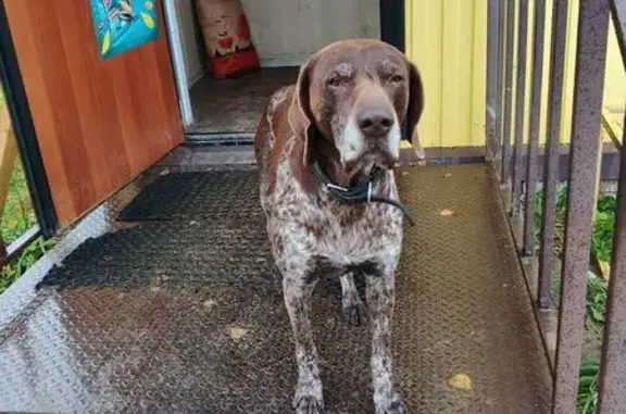 Найдена собака, Ленинградская область, фото: Собака найдена у ШавермаХ в Сокулях