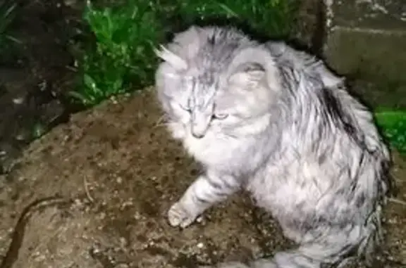 Найдена кошка, Ижевск, фото: Белая кошка найдена у Тверская, 46, Ижевск