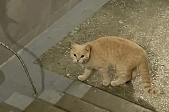 Найдена кошка, Красноярск, фото: Кошка найдена: Академика Павлова, 55