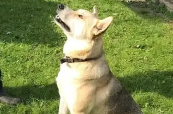 Пропала собака, Трёхденево, МО