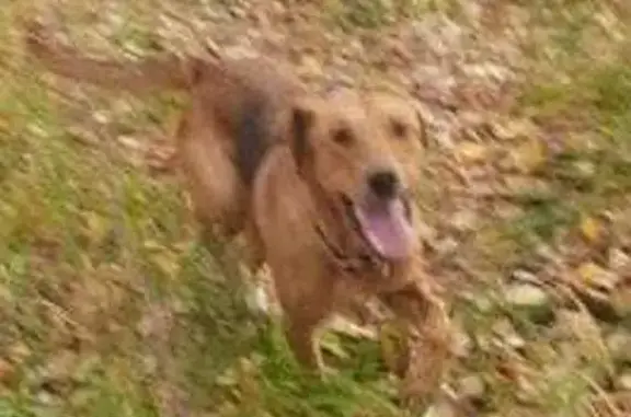 Собаки потеряшки, Свердловская область, фото: Потеряшка рыжая собака в лесу, Свердловская обл.