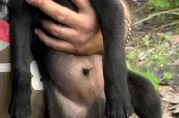 Собаки потеряшки, Краснобродский, фото: Потеряшка собака на ул. Есенина, Краснобродский