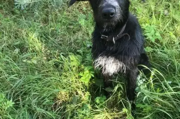 Найдена собака, Московская область, фото: Пропала собака в Трёхденево, МО