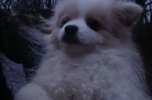 Найдена собака, Московская область, фото: Собака найдена: 5-я ул., МО