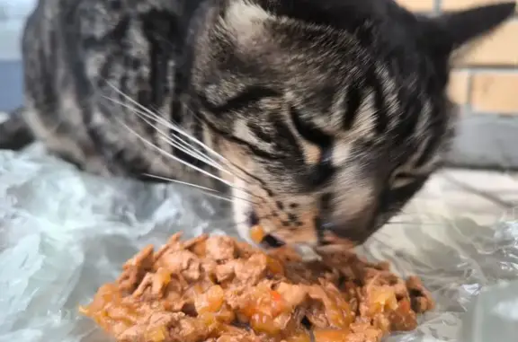 Найдена кошка, Раменское, фото: Кот найден на Чугунова 9, Раменское