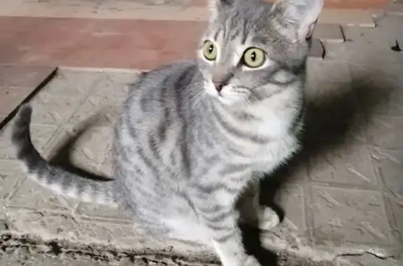 Найдена кошка, Оренбург, фото: Котик найден на Народной улице, Оренбург