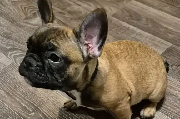 Пропала собака, ул. Ворошилова, Тольятти