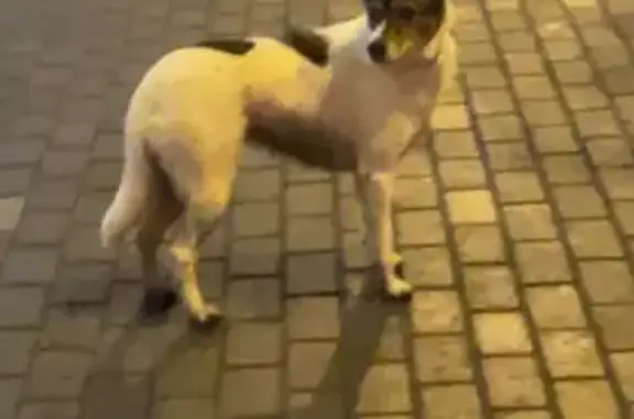 Потерян пес, Степана Разина 20, Екб