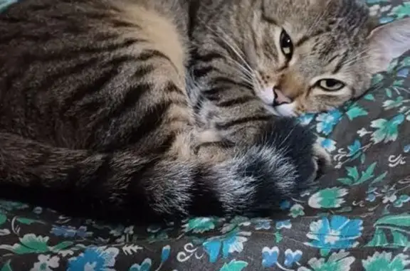 Пропала кошка, Щорса 81, Донецк