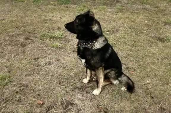 Найдена собака, Ульяновск, фото: Собака найдена: пр. Ливанова, 16, Ульяновск