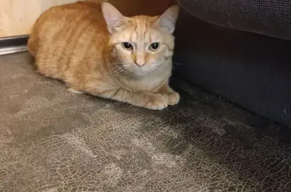 Кошка найдена: Ланское шоссе, 8 СПб