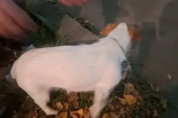 Собака найдена: Ванеева 18, Н. Новгород