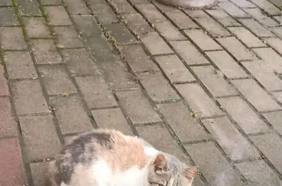 Найдена кошка, Санкт-Петербург, фото: Котенок найден: Санкт-Петербург