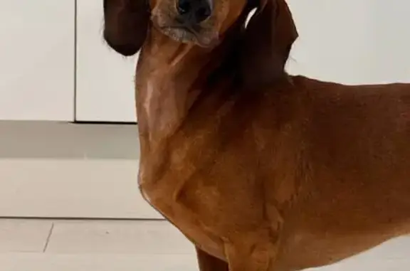 Найдена собака, Оренбург, фото: Такса найдена, Липовая ул. 1, Оренбург