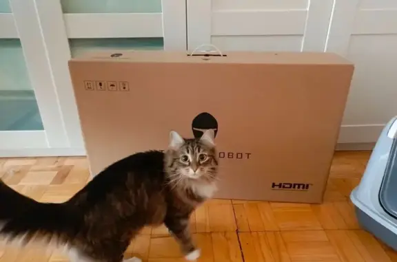 Кошки потеряшки, , фото: Потеряшка кошка, Ворошилова 61, Ижевск