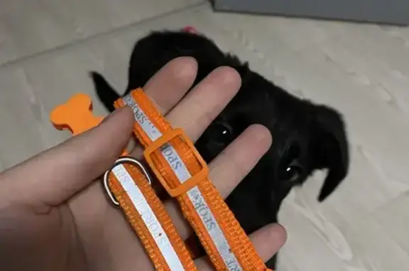 Найдена собака, Челябинск, фото: Собака найдена, Челябинск, Краснопольский