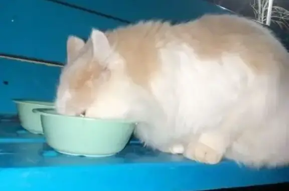 Найдена кошка, Чебоксары, фото: Кошка найдена: пр. Горького, 47, Чебоксары