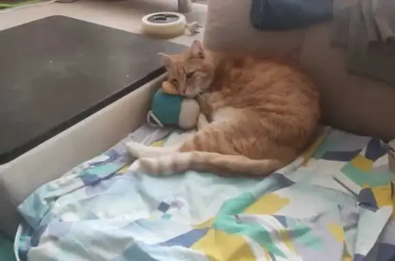 Кошки потеряшки, Лобня, фото: Потеряшка рыжий кот, Лобня, ул. Крупской, 16