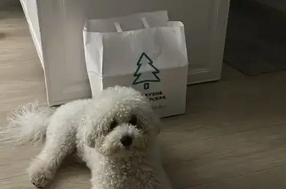 Собака найдена в подъезде, Барнаул