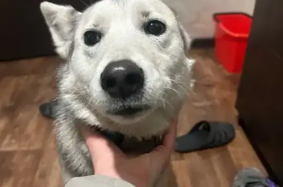 Найдена собака, Красноярск, фото: Найдена собака, ул. Калинина 185, Красноярск