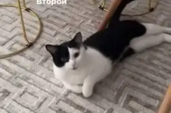 Кошки потеряшки, Астана, фото: Потеряшка кошка, Мангилик Ел 51, Астана