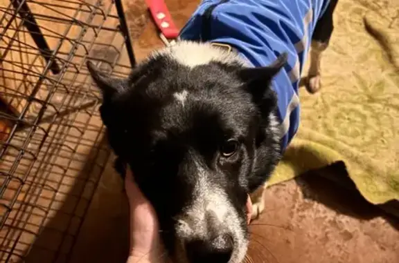 Пропала собака, Чистые Пруды, Кировская обл.