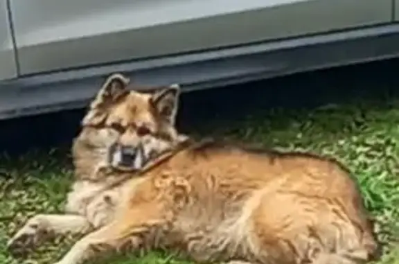 Пропала собака в Скорнево, Тульская обл.