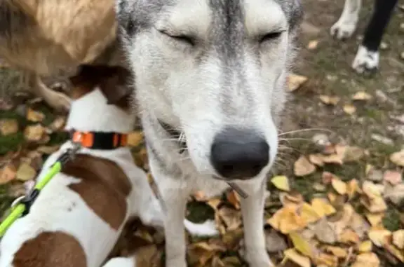Найдена собака, Волгодонск, фото: Лайка найдена: ул. Горького, 89, Волгодонск