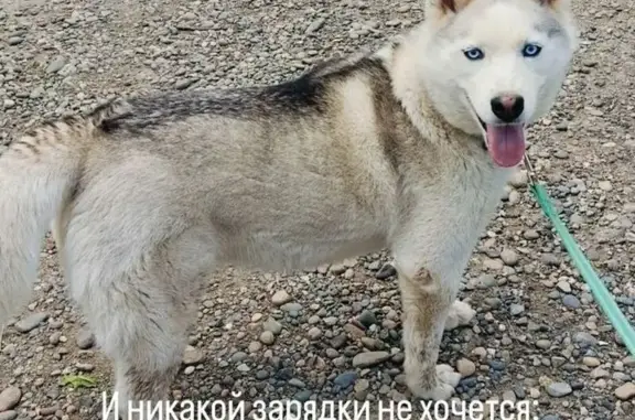 Собаки потеряшки, Ставрополь, фото: Потеряшка собака, ул. Серова 94, Ставрополь