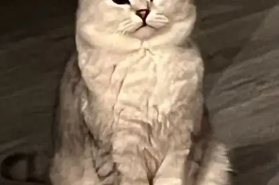 Пропала кошка на Амурской улице, Москва