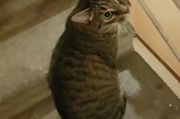 Найдена кошка, Москва, фото: Найден кот, Москва, Генерала Белова, 43 к5