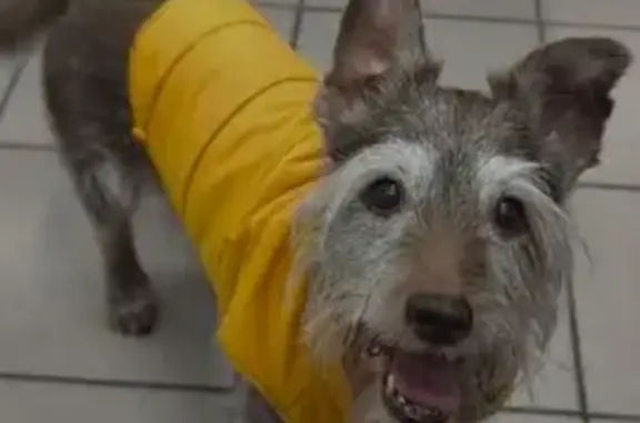 Собаки потеряшки, Уфа, фото: Потеряшка собака, Уфа, Первомайская 68/1