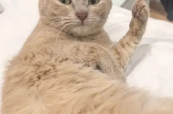 Кошка найдена 5 ноября, Зоологическая 30 к2