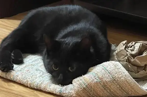 Найденные животные Ставрополь, фото: Кошка найдена на пр. Карла Маркса, 13