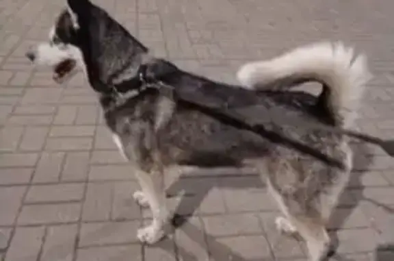 Пропала собака, Весенняя ул., Спасск-Рязанский