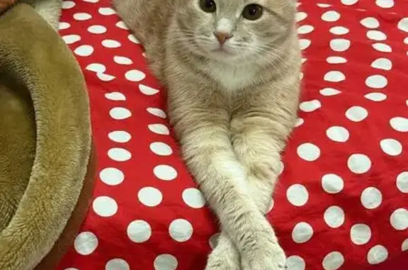 Пропала кошка на Дыбенко, 12 к1, СПб