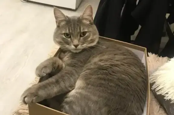 Пропала кошка, ул. Мира 19, Самара