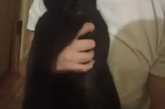 Чёрная кошка найдена, ул. Макара Мазая, Тула