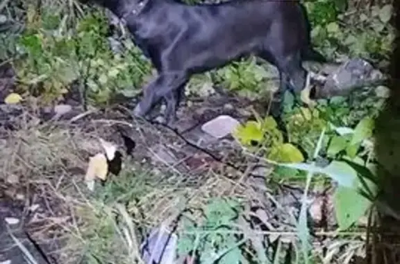Найдена собака, Московская область, фото: Собака найдена в Русавкино-Поповщино