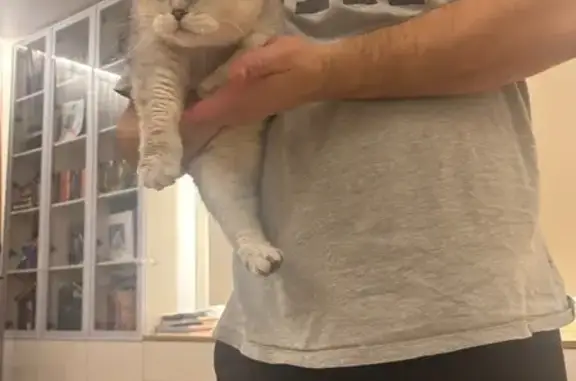 Британская кошка найдена на Новослободской, 16