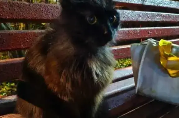 Кошка найдена у Фортунатовская ул., 9, Москва