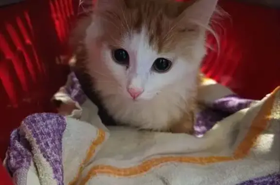 Найдена кошка, Ижевск, фото: Кошка найдена около ул. Металлистов, 48