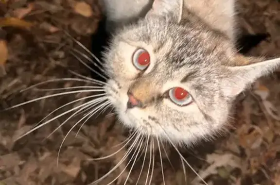 Найдена кошка, Саратов, фото: Кошка найдена, Гвардейская 15А, Саратов