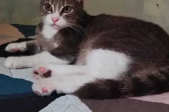 Кошки потеряшки, Каменномостский, фото: Потеряшка кошка Кузя, ул. Островского, 3