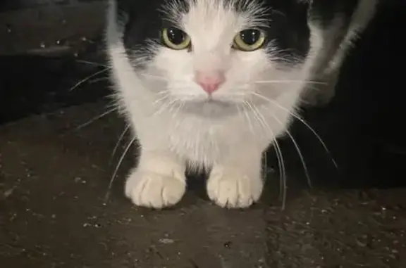Кошка найдена у Пятерочки, Кирова 91, Уфа