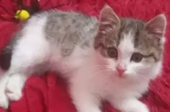 Найдена кошка, Засечное, фото: Кошка найдена: Олимпийская ул., 17, Засечное