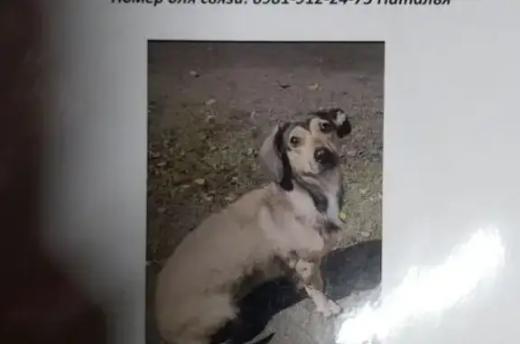 Найдена собака, Ленинградская область, фото: Собака найдена, Ленобласть