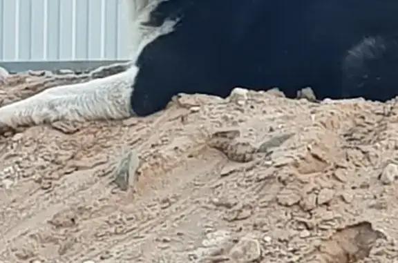 Пропала собака в Звягино, Вологодская обл.